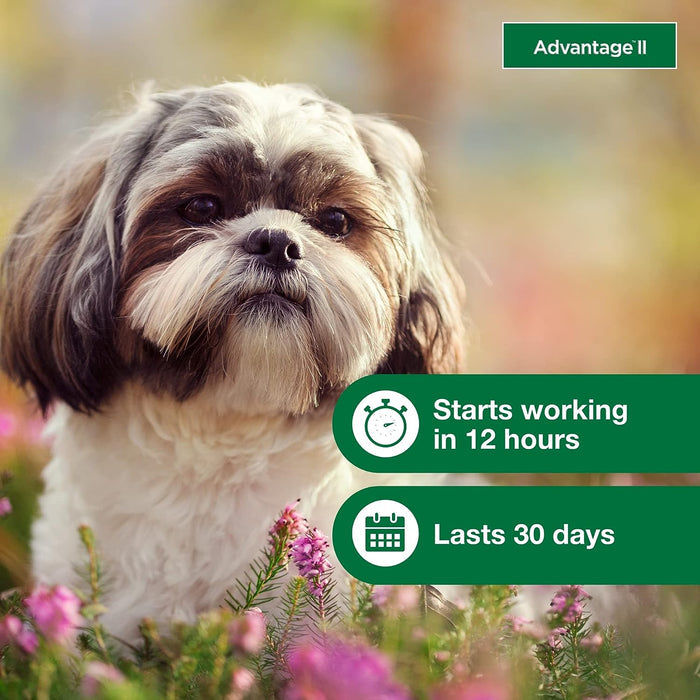 Advantage II for Dogs - E8A1 - 4 pack - Small Dogs (3 - 10 lbs) - 6
