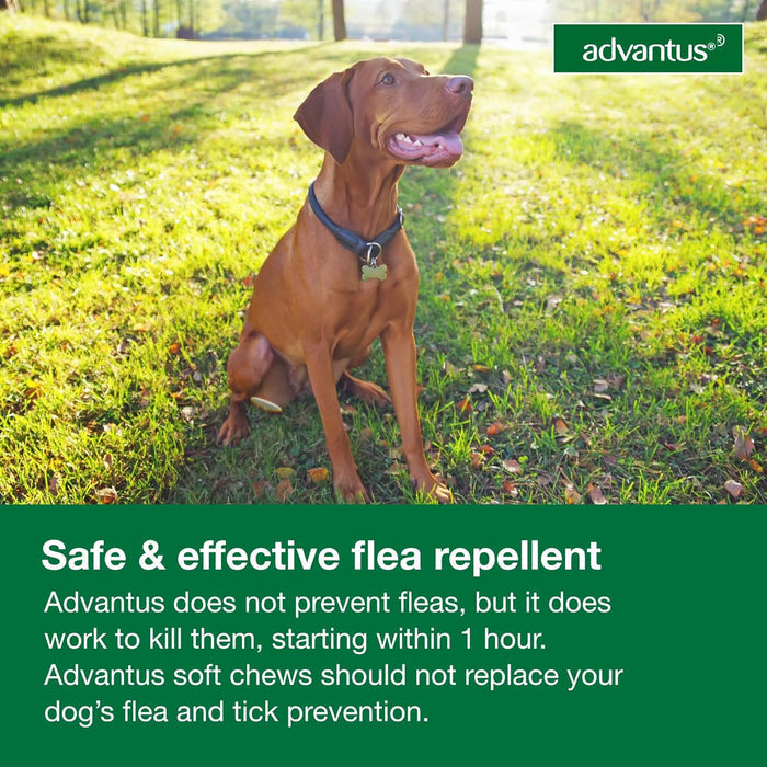 Advantus (imidacloprid) Oral Flea Treatment Soft Chews for Dogs - E81G - 23 - 110 lbs - 30 count - 7