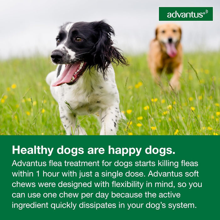 Advantus (imidacloprid) Oral Flea Treatment Soft Chews for Dogs - E81G - 23 - 110 lbs - 30 count - 8