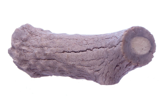 Antlerz Natural Dog Chew - QTDAH - Jumbo - 6