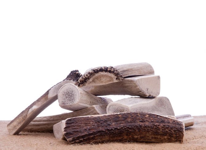 Big Sky Antler Chews, Splits - TGAJ - Large - 3