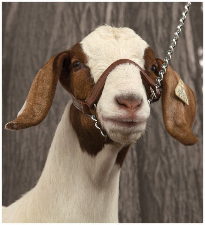 Brahma Webb Show Goat Halter - WLCDO - Small - 1
