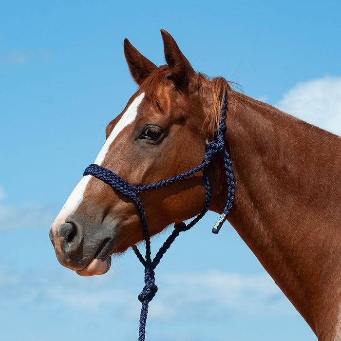 Braided Mule Tape Halter with 9' Lead - QL1D7 - Navy - 1