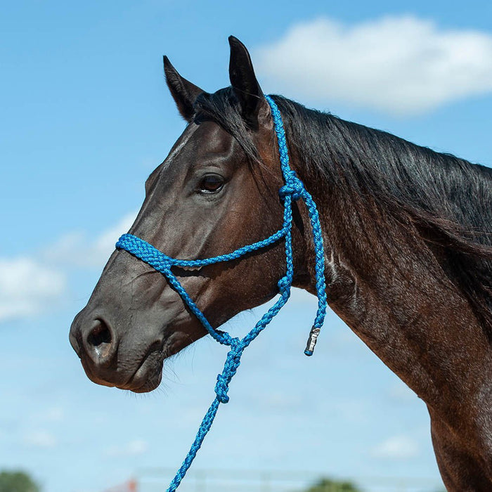 Braided Mule Tape Halter with 9' Lead - QL1D3 - Blue - 3