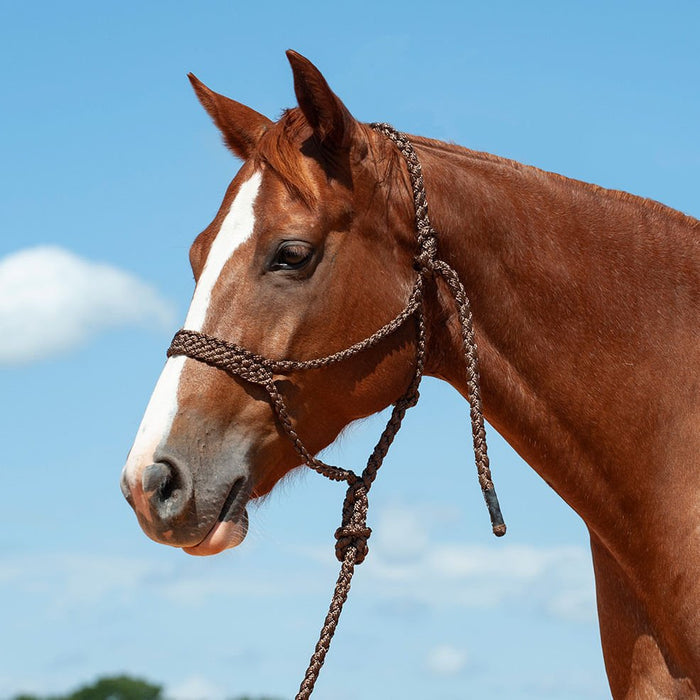 Braided Mule Tape Halter with 9' Lead - QL1D4 - Brown - 4