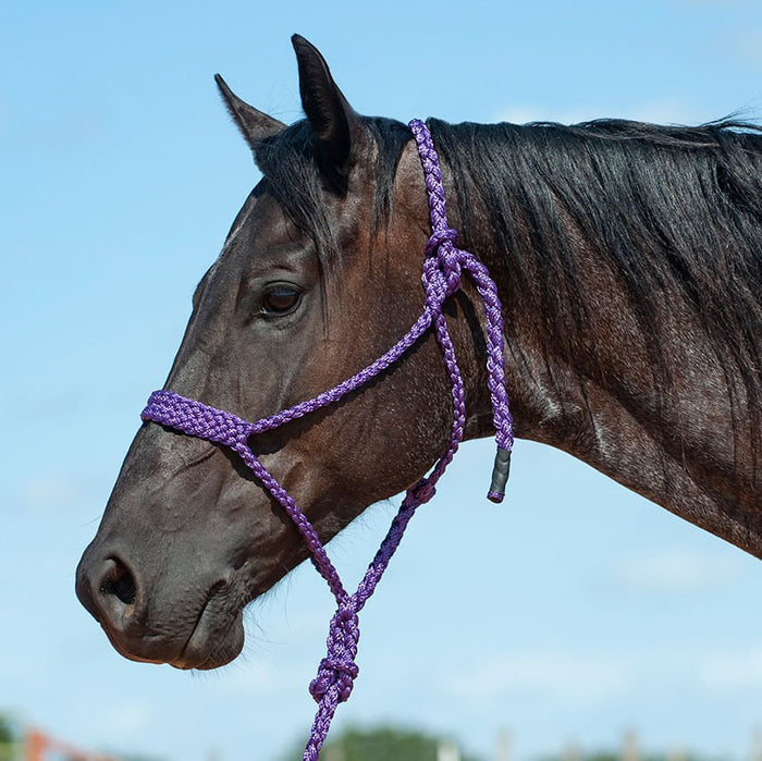 Braided Mule Tape Halter with 9' Lead - QL1DA - Purple - 9