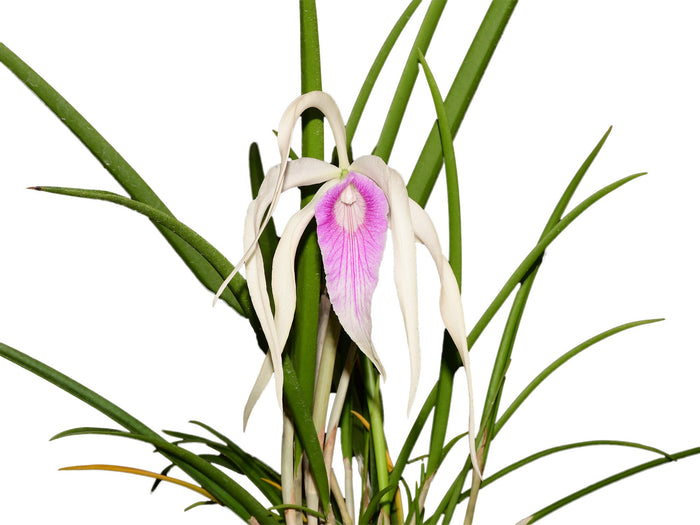 Brassocattleya Ivan Portilla 'Camila' Ecuagenera USA Corp