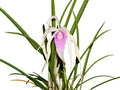 Brassocattleya Ivan Portilla 'Camila' Ecuagenera USA Corp