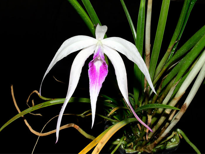Brassocattleya Ivan Portilla 'Camila' Ecuagenera USA Corp
