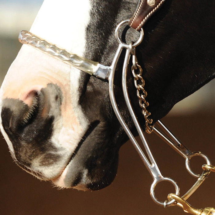 Carol Goostree CG Hackamore - CRD3 - 2