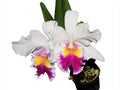 Cattleya Andean Colors Ecuagenera USA Corp