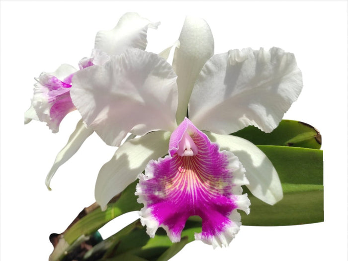 Cattleya Andean Colors Ecuagenera USA Corp