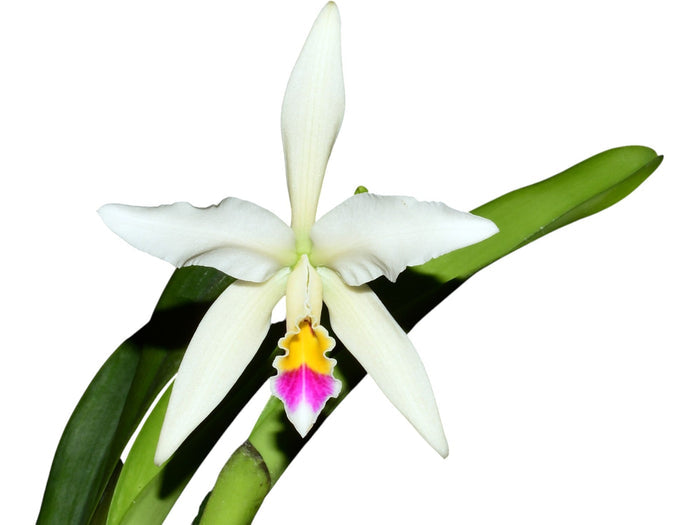 Cattleya Betsy Portilla Ecuagenera USA Corp