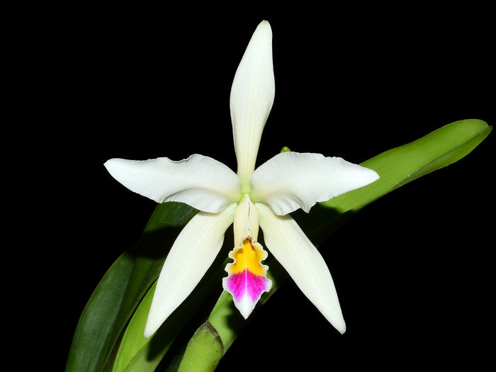 Cattleya Betsy Portilla Ecuagenera USA Corp