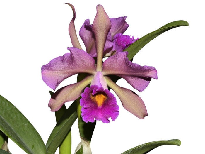Cattleya Lucia Fernandez Ecuagenera USA Corp