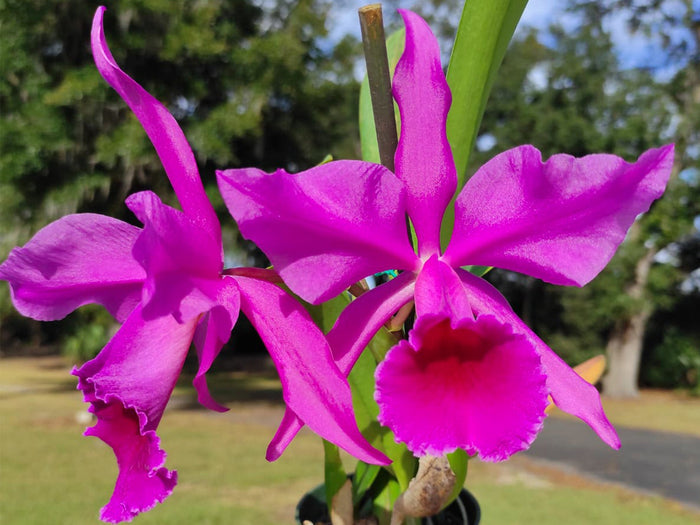 Cattleya Lucia Fernandez Ecuagenera USA Corp