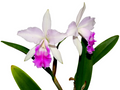 Cattleya Maria Elena Cazar Ecuagenera USA Corp