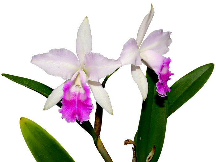 Cattleya Maria Elena Cazar Ecuagenera USA Corp