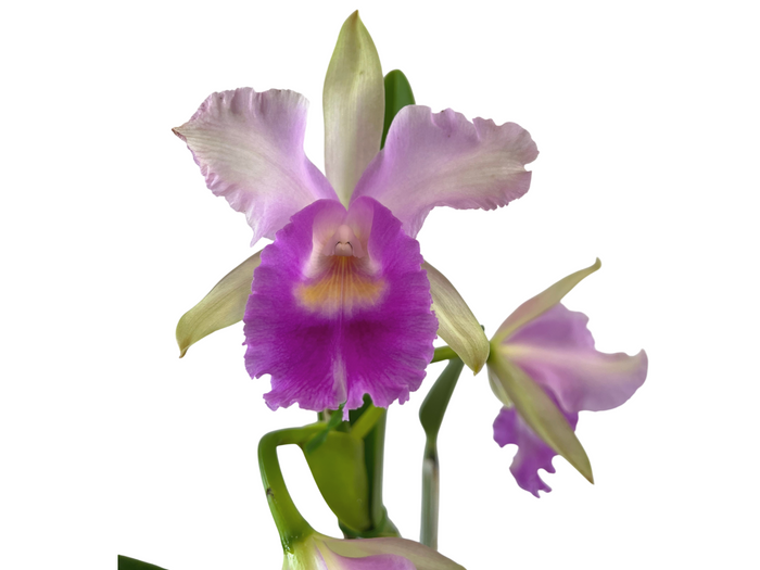 Cattleya Maria Elena Cazar Ecuagenera USA Corp