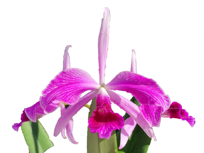 Cattleya purpurata Flamea . Ecuagenera USA Corp