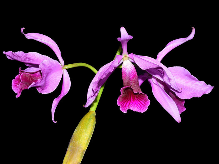 Cattleya purpurata Flamea . Ecuagenera USA Corp