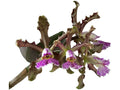 Cattleya schilleriana Ecuagenera USA Corp