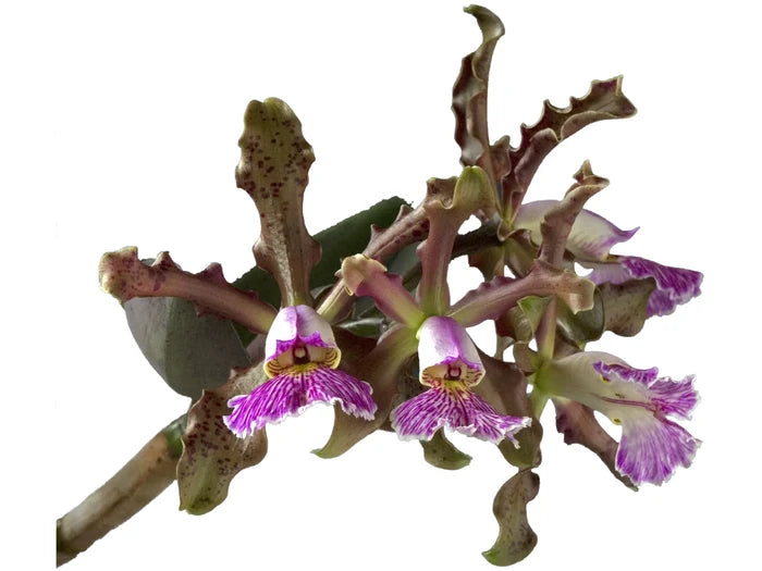 Cattleya schilleriana Ecuagenera USA Corp