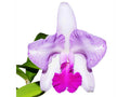 Cattleya Schroeder's Lilac Ecuagenera USA Corp