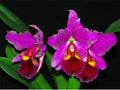 Cattleya warscewiczii var sanderiana x Blc. Chia Lin New City Ecuagenera USA Corp