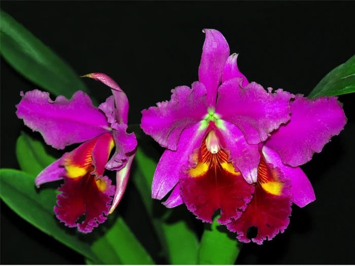 Cattleya warscewiczii var sanderiana x Blc. Chia Lin New City Ecuagenera USA Corp
