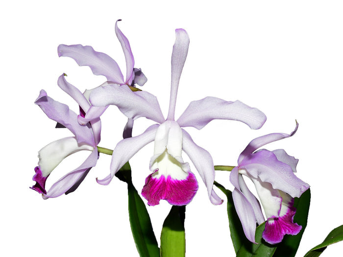 Cattleya x irrorata 'Aquimi-alba x purple lip' Ecuagenera USA Corp
