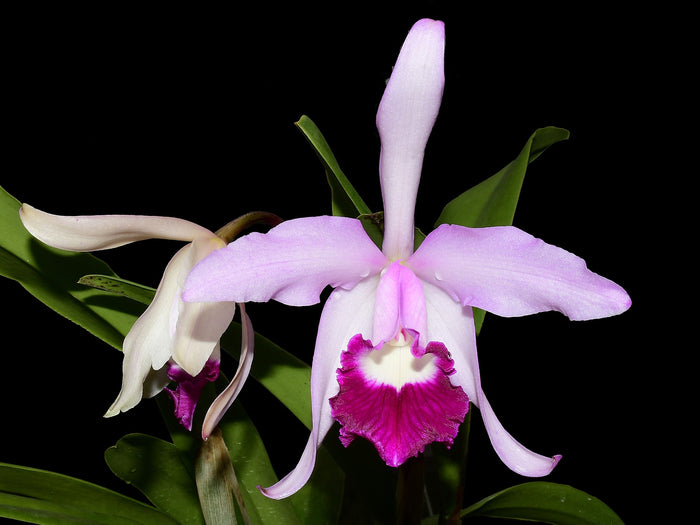 Cattleya x irrorata 'Aquimi-alba x purple lip' Ecuagenera USA Corp
