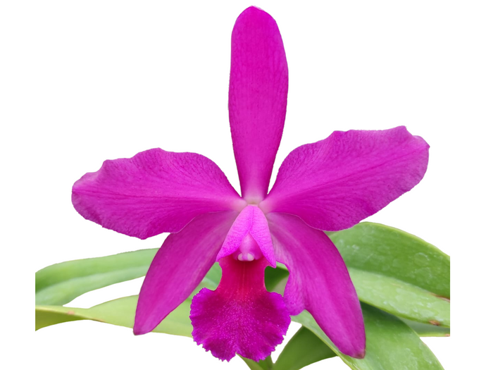 Cattleya Yanuncay Ecuagenera USA Corp