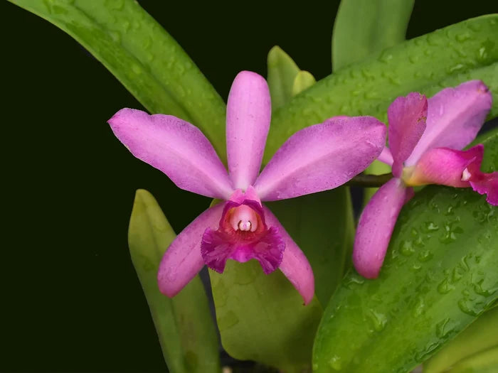 Cattleya Yanuncay Ecuagenera USA Corp
