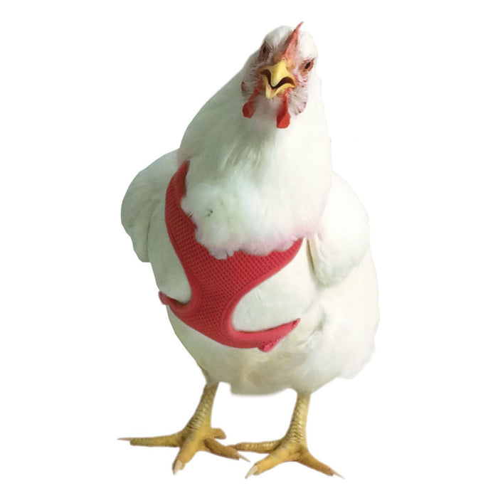 Chicken Harness - V2AH - Red - Small/Hen - 1