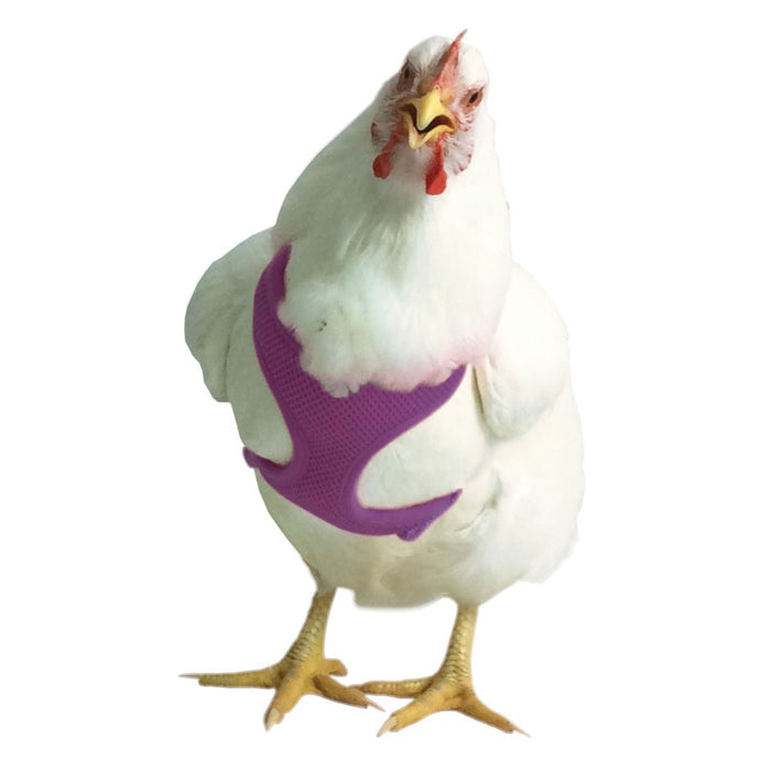 Chicken Harness - V2AI - Purple - Small/Hen - 4