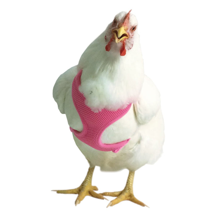 Chicken Harness - V2AJ - Hot Pink - Small/Hen - 5