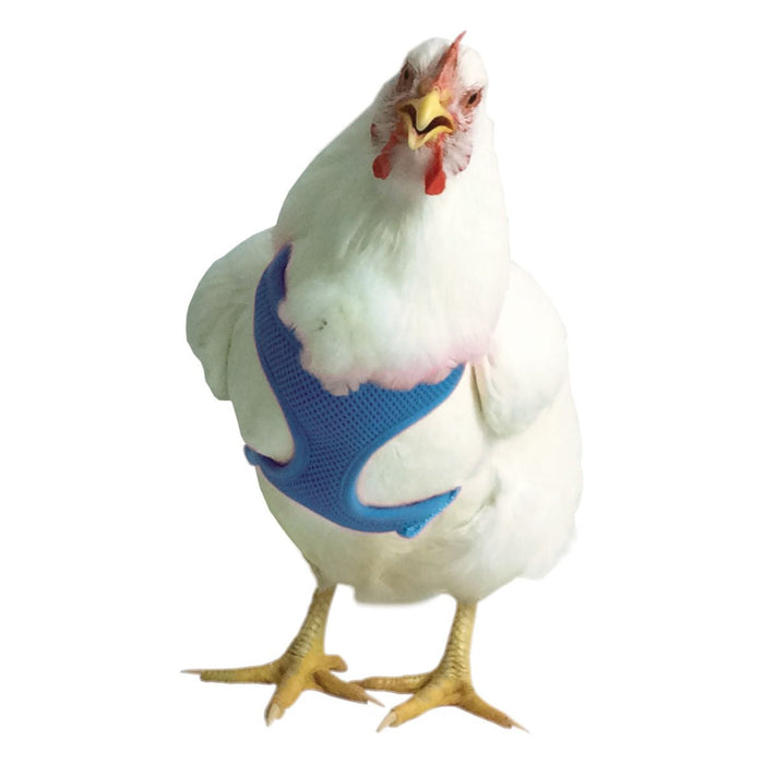 Chicken Harness - V2AK - Blue - Small/Hen - 6