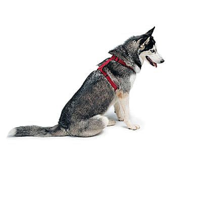 Coastal Pet Adjustable Nylon Dog Harness - C2HA - Blue - 3/4" x 18" - 30" - 2
