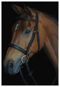 Collegiate Comfort Crown Padded Raised Cavesson Bridle - 0V1VH - Black - Cob - 1