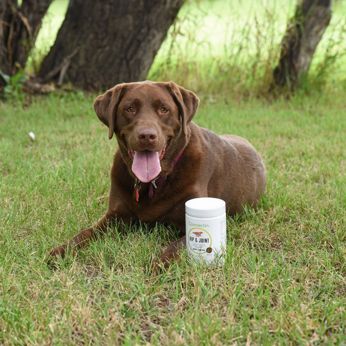 Connectin Hip & Joint Soft Chews for Dogs - UEAA - 100 - 5