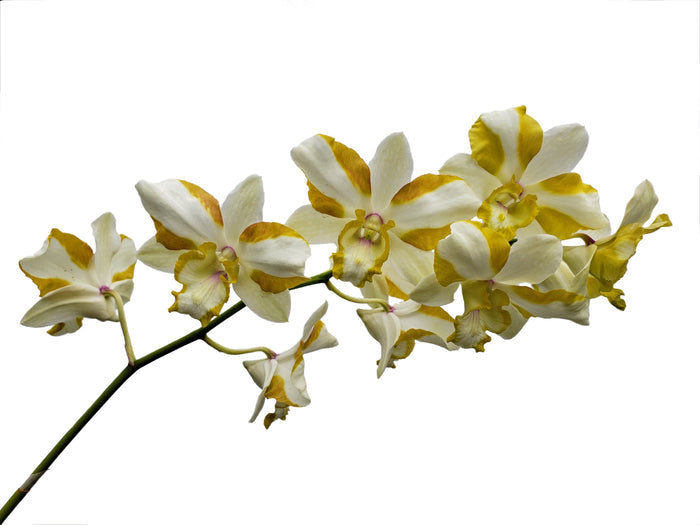 Dendrobium Anucha Flare Type Tailandia Ecuagenera USA Corp