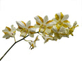 Dendrobium Anucha Flare Type Tailandia Ecuagenera USA Corp
