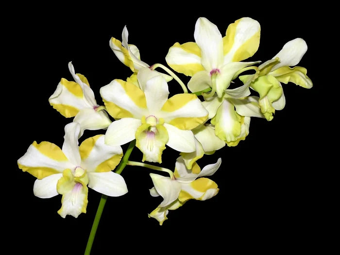 Dendrobium Anucha Flare Type Tailandia Ecuagenera USA Corp
