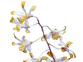 Dendrobium Banana Royal Ecuagenera USA Corp