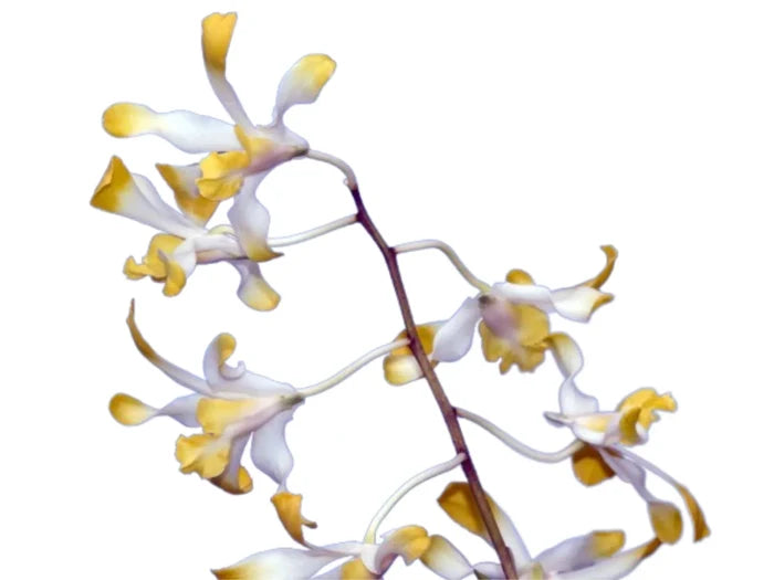 Dendrobium Banana Royal Ecuagenera USA Corp