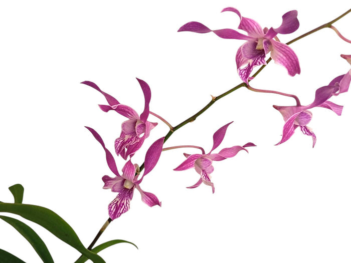 Dendrobium Caesar Stripe Rosado Ecuagenera USA Corp