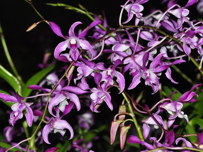 Dendrobium Caesar Stripe Rosado Ecuagenera USA Corp