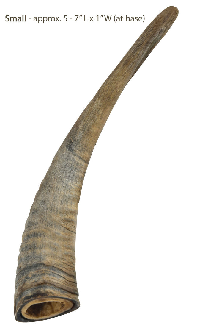 Gobi Goat Horn Natural Dog Chew - QTDAN - Small - 1