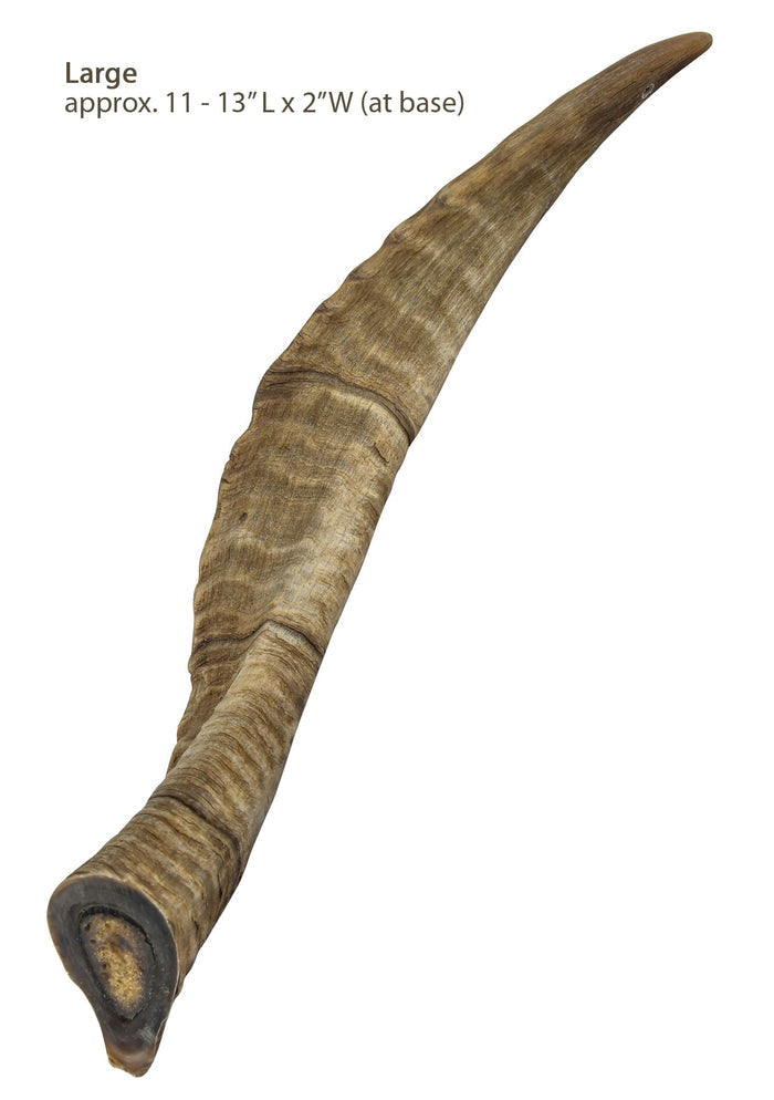 Gobi Goat Horn Natural Dog Chew - QTDAN - Small - 7